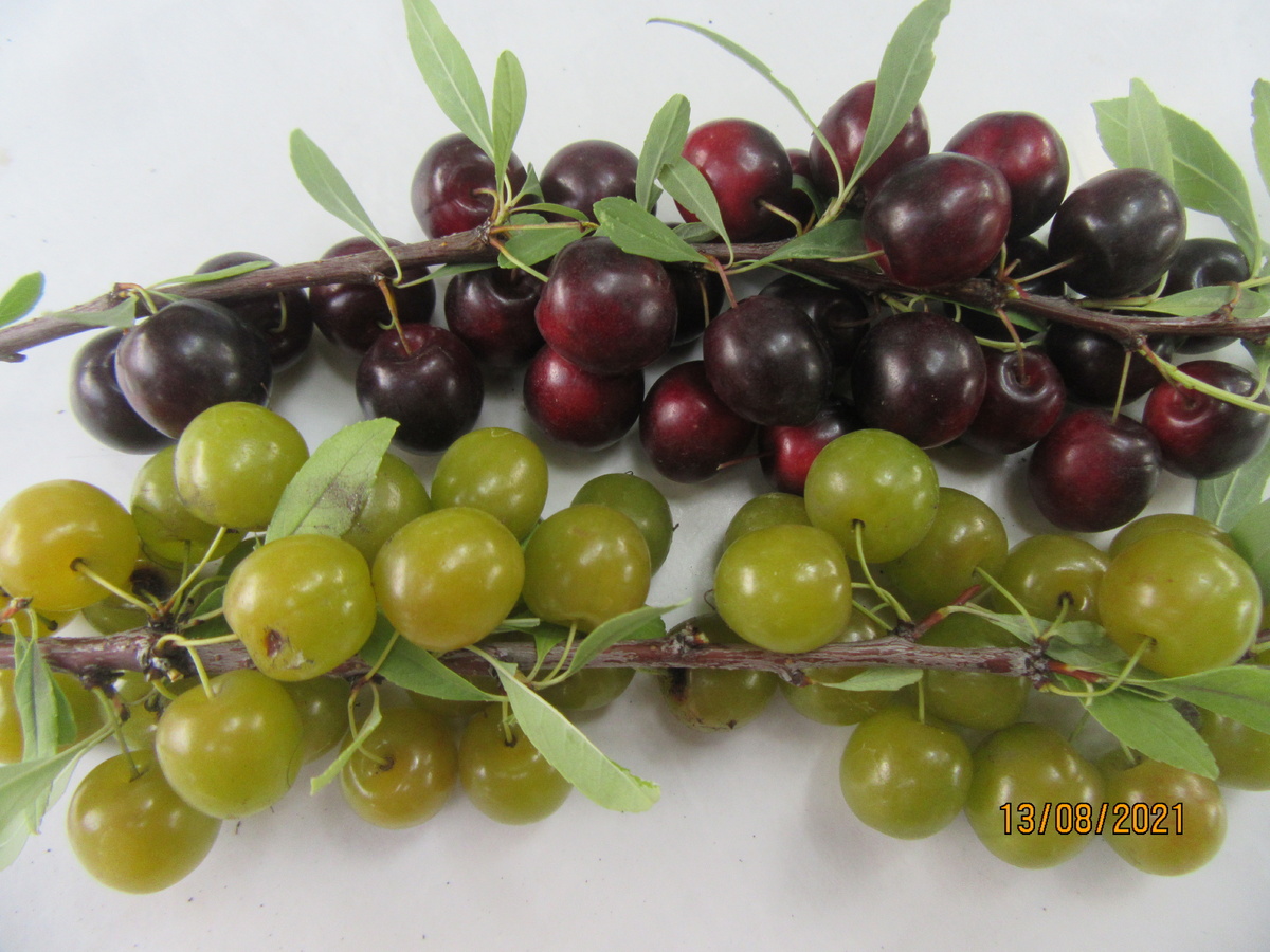 Почему стоит обратить внимание на пирамидальную вишню