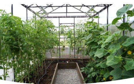 Как ухаживать за огурцами в июле: секреты полива и подкормки