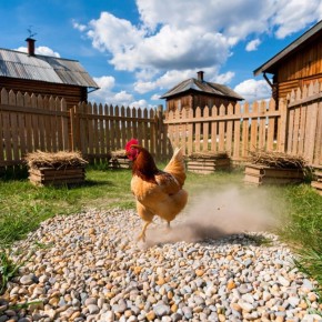 Как создать простую автопоилку для кур из ведра