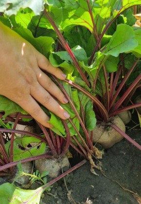 ������ �����: ��� ��������� �������� � �������