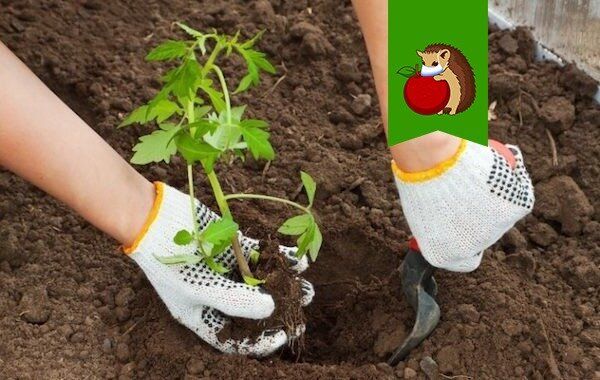 ����� �� ��������� ������������ ��������: ������� ������ �������