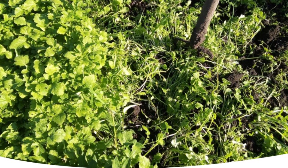 Сидераты для летнего посева: что выбрать для вашего огорода?