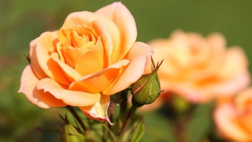 ��� �������� ��������� �������� ����� ��������� � ������ �����