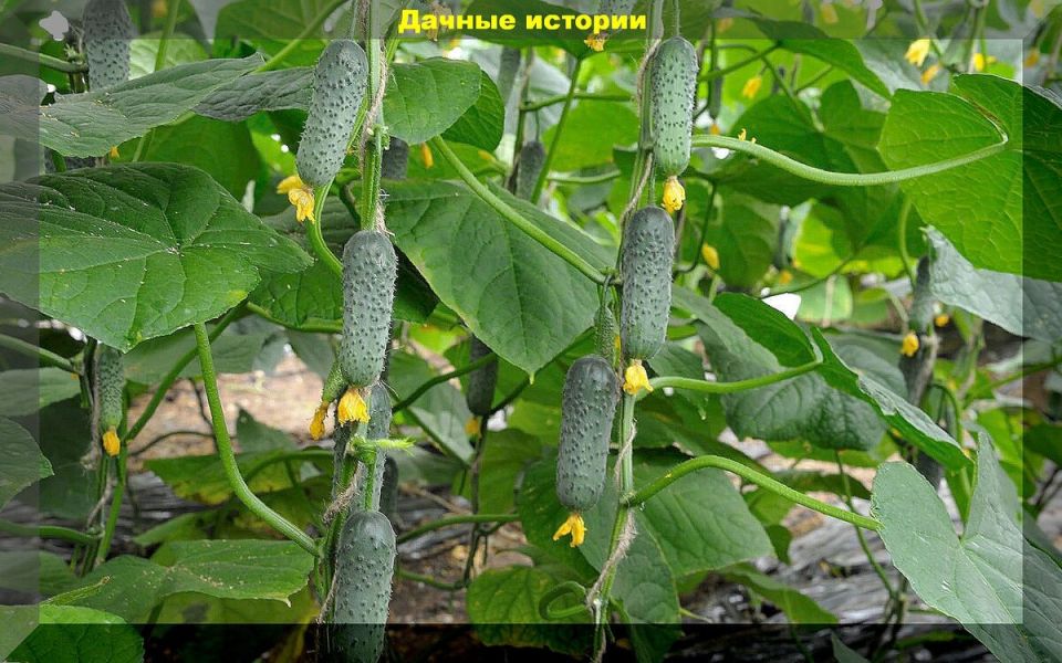 Лучшие сорта огурцов для дачи: что выбрать и как ухаживать