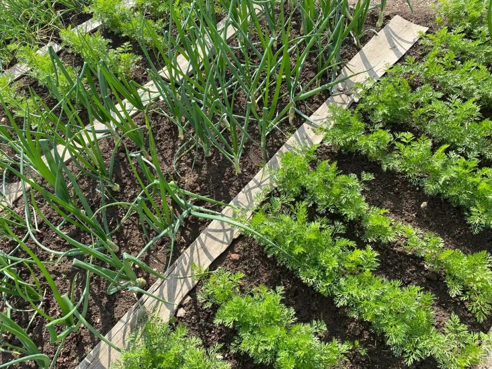 ����������� ������ ������ � ���������: ��� ���������� �� ������������� �������������� �� 48 �����