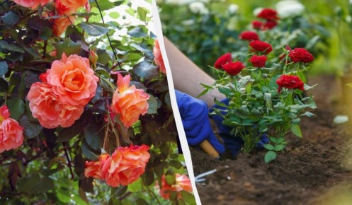 Цветы для осенней посадки: что выбрать в октябре?