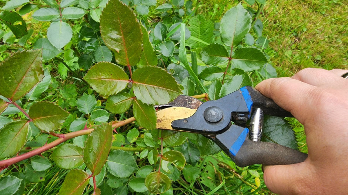 Как правильно подготовить розы к зиме: избегаем распространенных ошибок