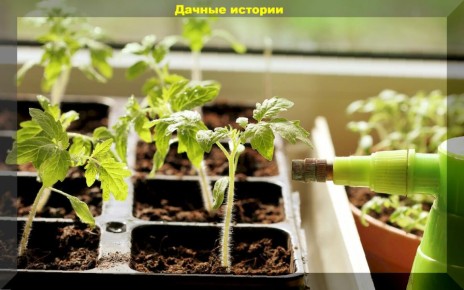 Как вырастить крепкую рассаду томатов: от посева до высадки