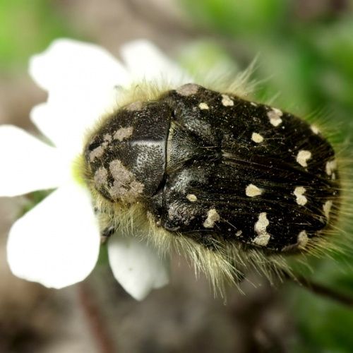 Досье №8: Специальная операция «Юг» — защита растений от олёнки