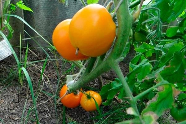 ������� ��������: ������� ��������� ����������� � ����������� ��������� ������