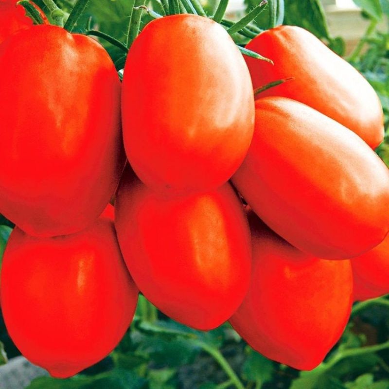 ����� �������-������: ������� ��������� ����������� ������������ ������