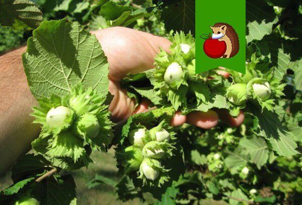 ������ ����� �������� ������� �� ����� �������: ���� ������������ ������