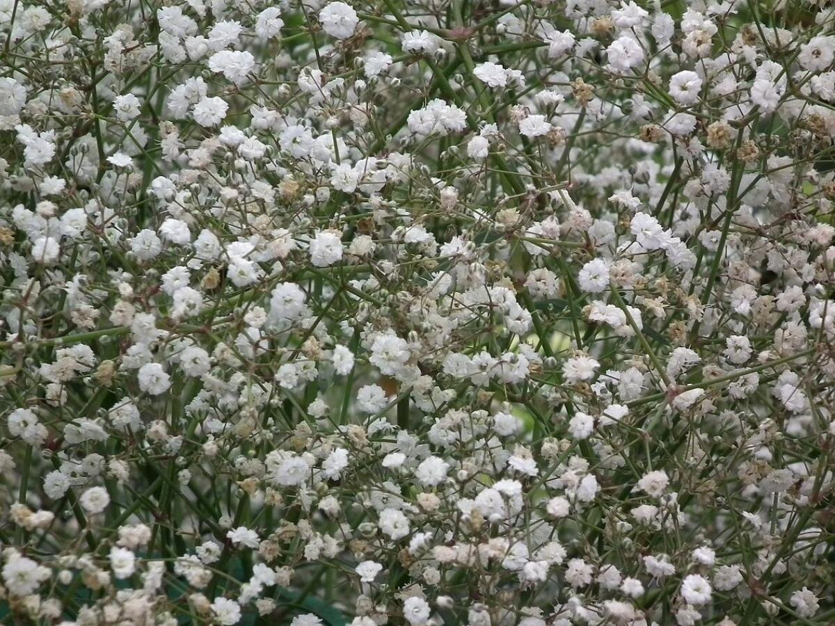 Гипсофила: секреты ухода и уникальная символика растению