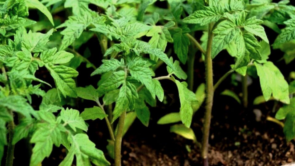 ����� � ������� ����� �������: ��� �������� ������� � �������