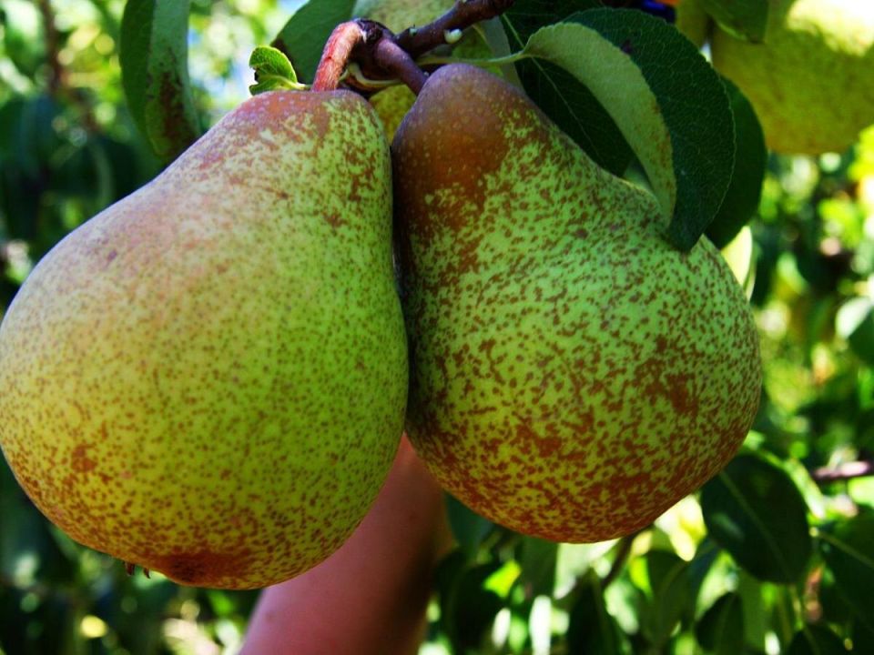 ��� �� �������� �����: ������� ���� � ��� ��������