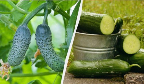 Лучшие соседи для огурцов: как улучшить урожай и защитить грядки