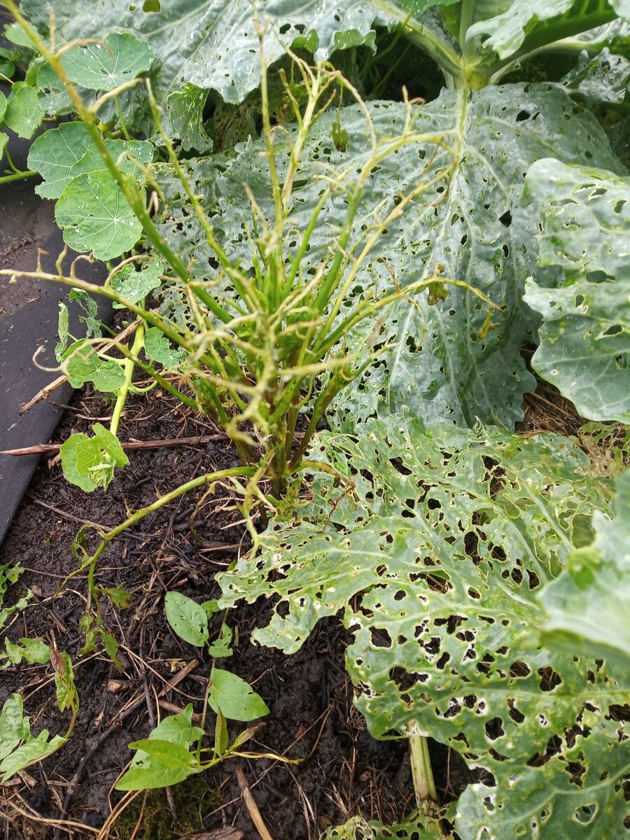 Эффективные методы борьбы со слизнями на вашем участке