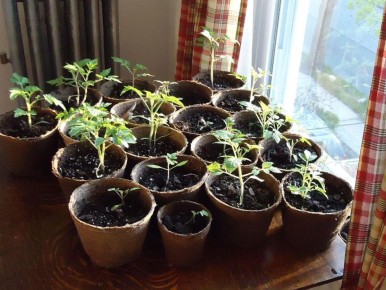 ��� ������������ ������� ��� �������: ������� ��������� ����� ��������