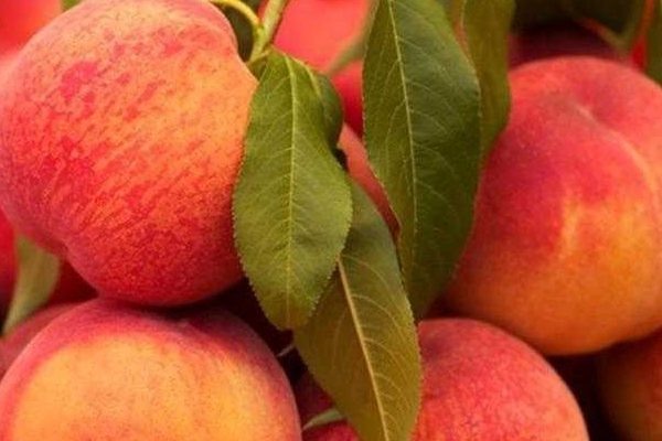 Сказочный выбор: почему стоит сажать персик Сказка в своем саду