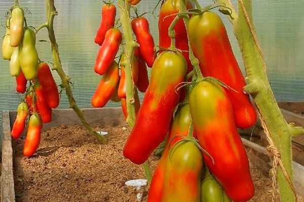 ����������� ������� ����� ��������: ������������� ������������