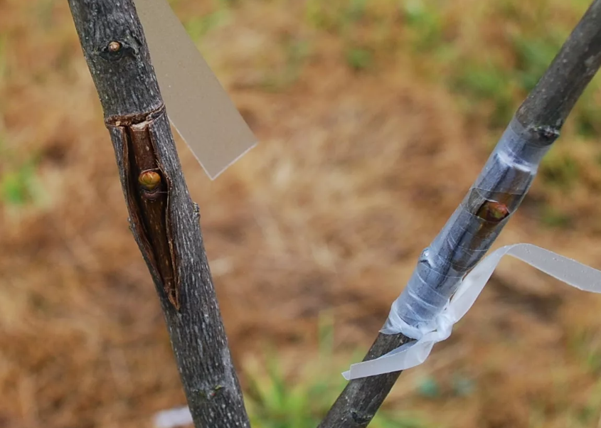 Весенние прививки деревьев: когда и как их правильно делать