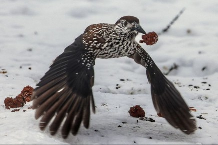 � �������, 28 �������, � ����������� ������� ��������������� ����, ������� ����