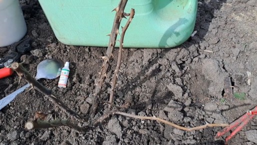 Как укрыть розы от зимы: пять простых методов и основные ошибки