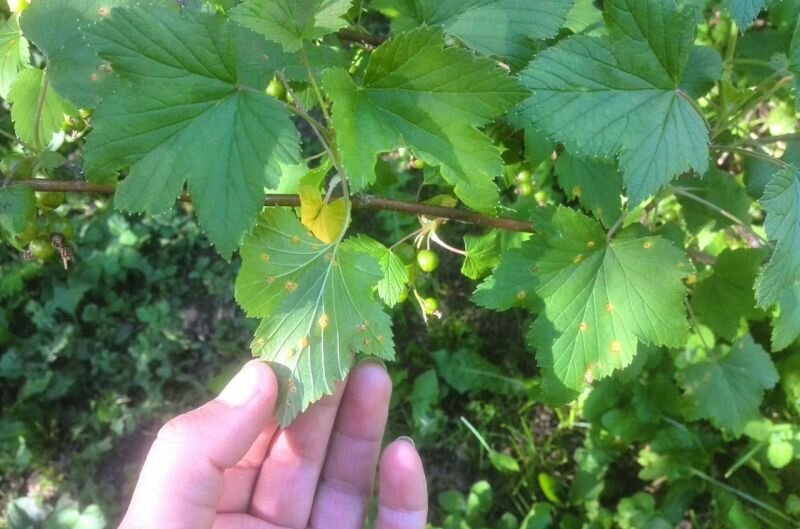 Способы защиты смородины от ржавчины: полезные советы для садоводов