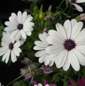 ��� ��������� ������������: ������� ����� �� ������������ ����������