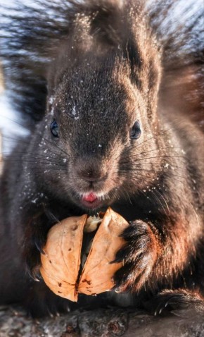 � �����������, 1 �����, � ����������� ������� ��������������� �������