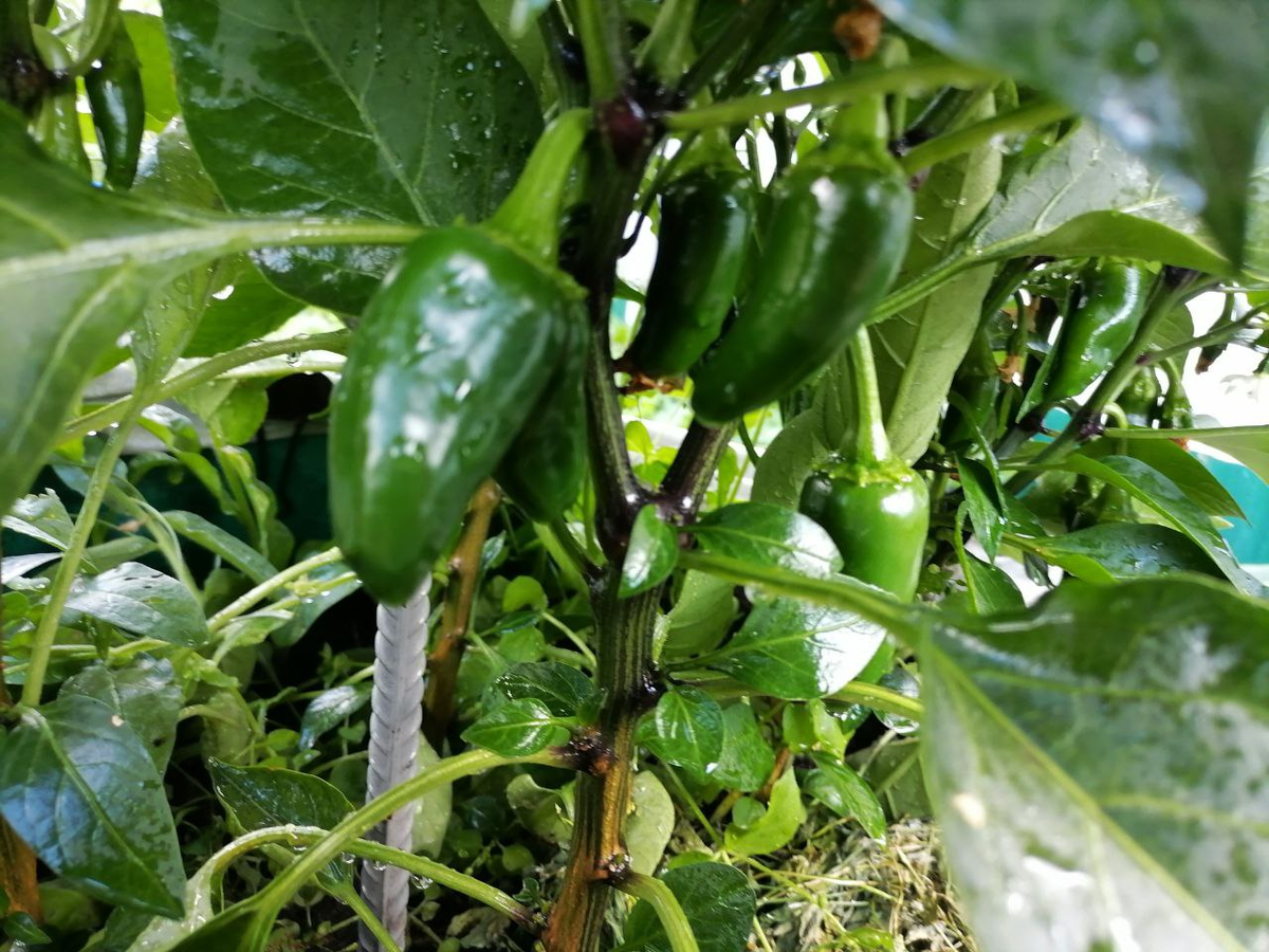 Халапеньо: от непонимания к любимому перцу