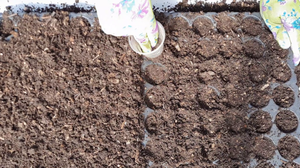 Выращивание рассады капусты: секреты и полезные советы для начинающих садоводов