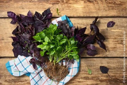 �������: ������������� ����� � ����������� �����