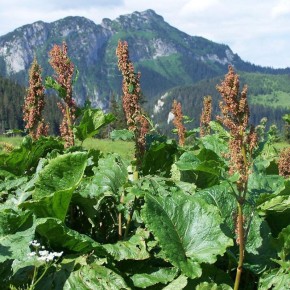 Как посев щавеля под зиму приведет к раннему урожаю на вашем участке