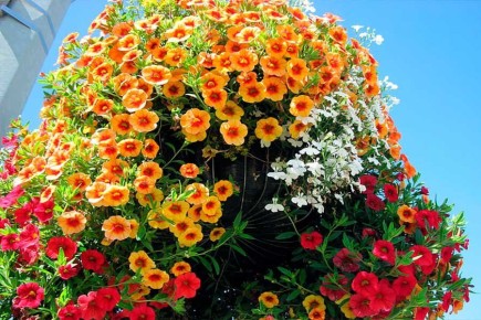 Калибрахоа: секреты успешного выращивания и ухода за этим удивительным цветком