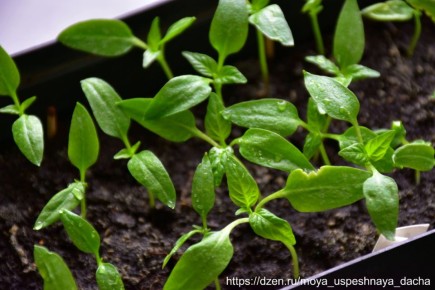 �������� ������� �����: ������� ��������� �����������