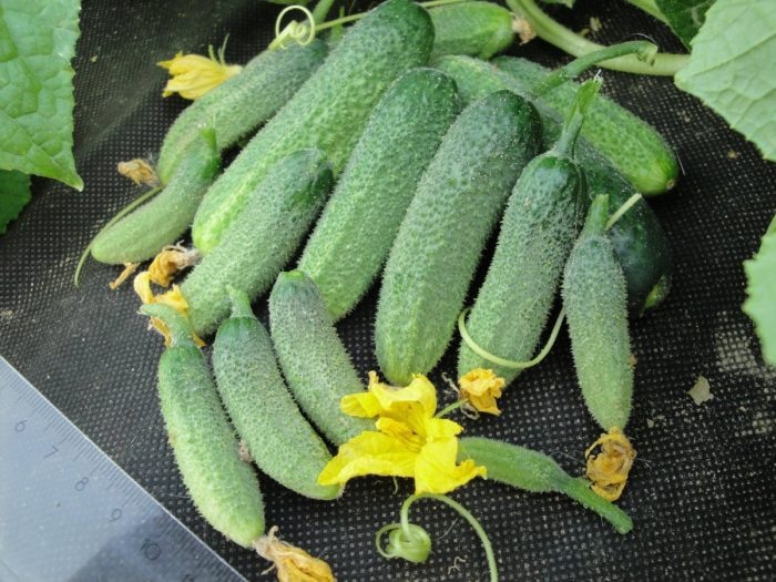 Огурец Московский деликатес: идеальный выбор для вашего огорода