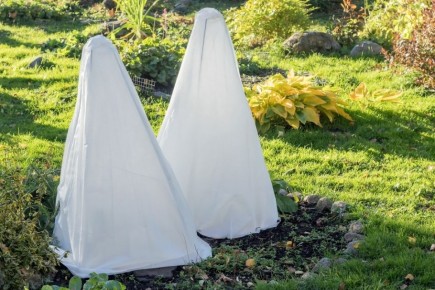 Как укрыть особенные кустарники на зиму: советы по утеплению