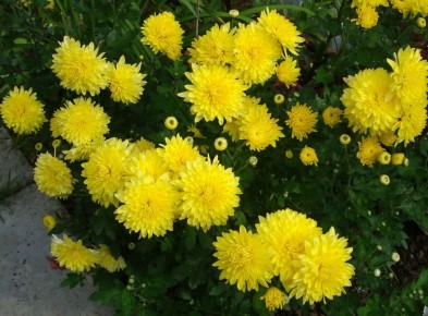 Секреты зимовки хризантем: как не потерять красоту осеннего сада