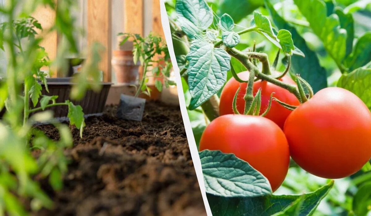 Когда пора сеять томаты: советы по лунному календарю