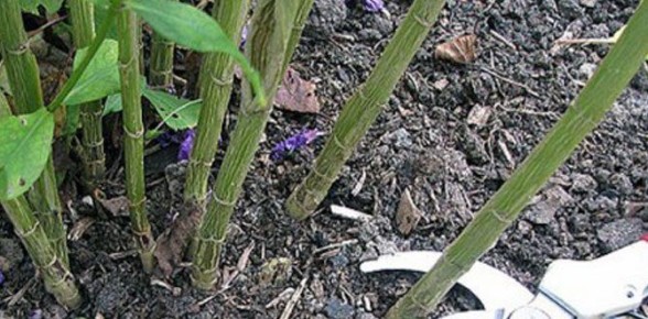 Что нужно знать о зимней обрезке многолетних растений