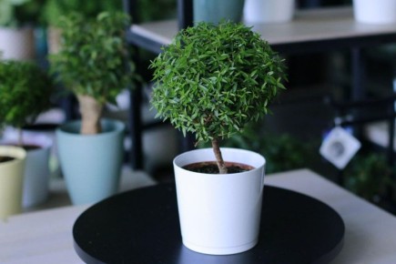 ����: ������� ����� � ���������� ��� ��������� ��������� ��������