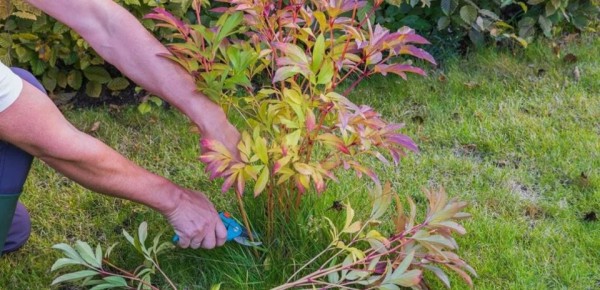 ��� ��������� �� ������� � �������: ������� �������� ��������