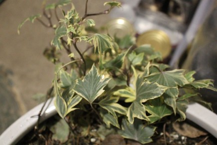 ���� �� ������-������: ��������� ����� ��� ����������� ���������?