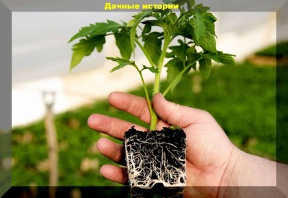 ��� ������� ����� ������ �������: ������� ��������� ������