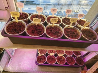 Идеальную схему посадок придумали огородники Колымы