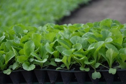 ��������� ���������� �� ����: ��� � ����� �����