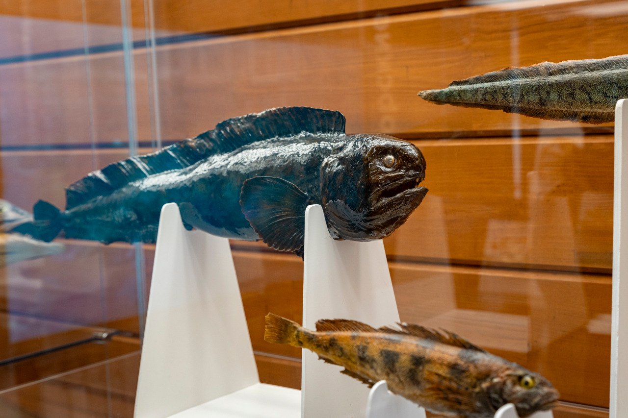 Напоминаем: у нашего музея работает Выставочный зал по адресу: ул. Пролетарская, 26Б. Здесь также экспонируются несколько интересных выставок Напоминаем: у нашего музея работает Выставочный зал по адресу: ул. Пролетарская, 26Б. Здесь также экспонируются несколько интересных выставок