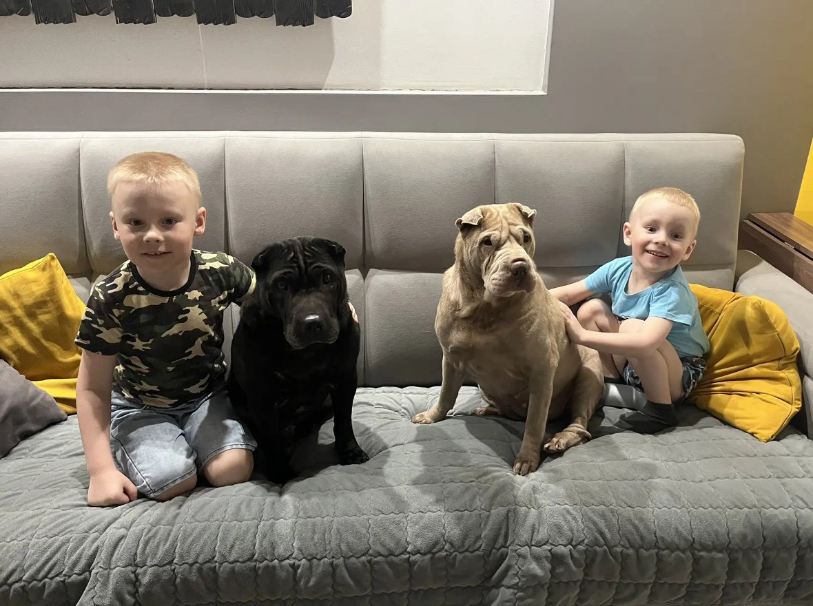 Пара шарпеев завоевала сердца магаданцев Пара шарпеев завоевала сердца магаданцев