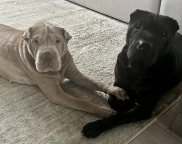 ���� ������� ��������� ������ ����������